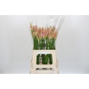 Nerine Vesta K