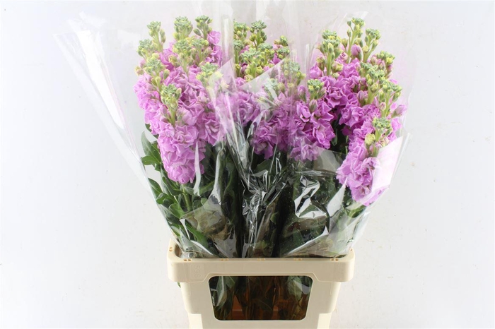 <h4>Matth Iron Pink</h4>