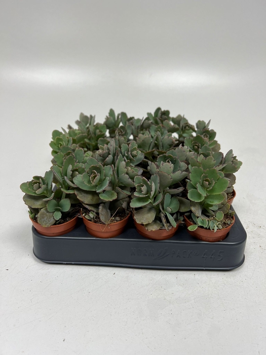 <h4>Kalanchoe Ameg</h4>