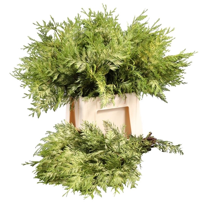 <h4>Conif.Thuja Zebrina</h4>