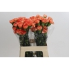Dianthus St Cowboy