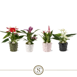 Puglia Keramiek - Mix