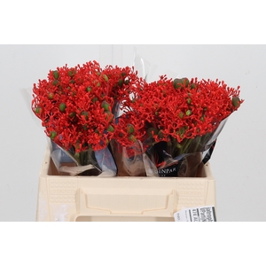 Jatropha P Firecrack