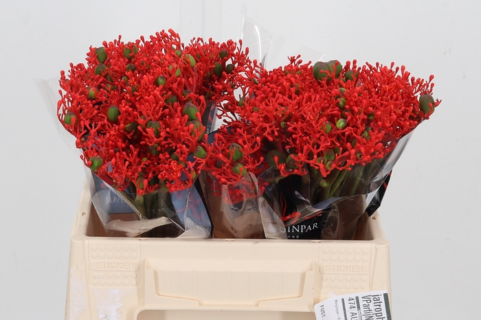 <h4>Jatropha P Firecrack</h4>