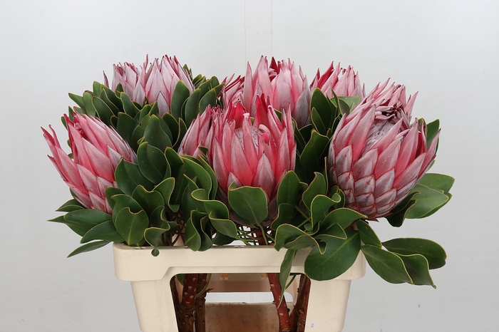 Protea Cynaroides Stellar