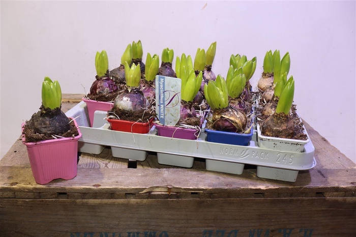 <h4>Hyacin Gem 5 Kl</h4>