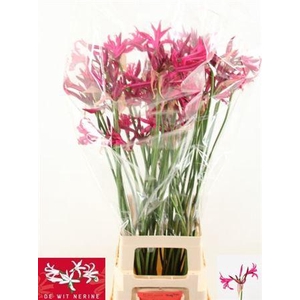 Nerine Bo Sanne
