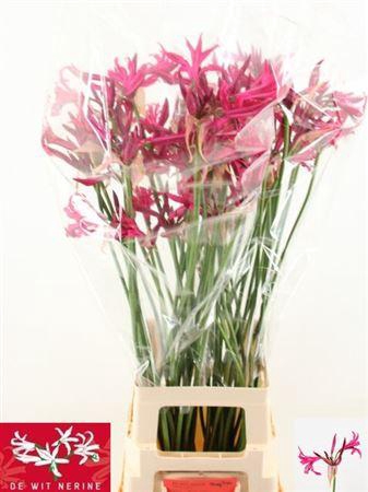 <h4>Nerine Bo Sanne</h4>