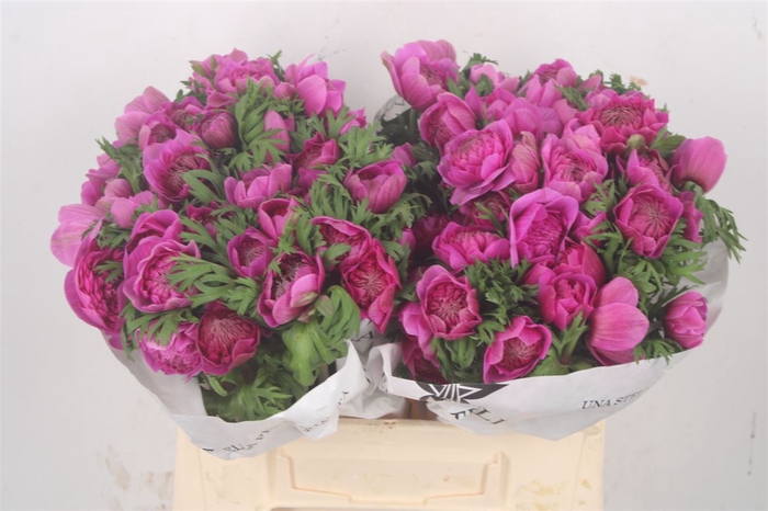 <h4>Anemone Levante Fucsia</h4>