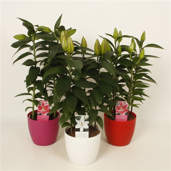 <h4>Lilium oriëntalmix kunststof ompot 14 cm (or. lelie)</h4>