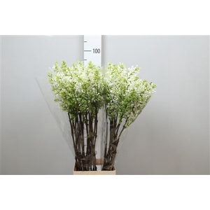 Syr V Engler Weiss T 4 Kop