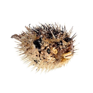 Fish Porcupine D17