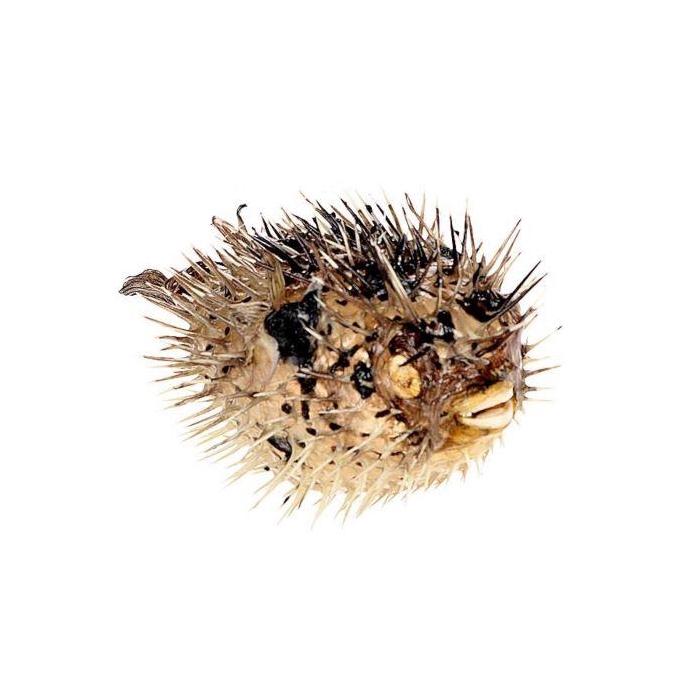 <h4>Fish Porcupine D17</h4>