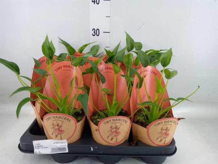 <h4>Alocasia   ...</h4>