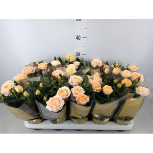 Rosa  'Belami Kordana'