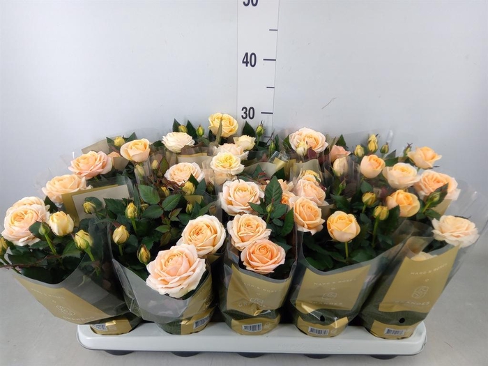 <h4>Rosa  'Belami Kordana'</h4>