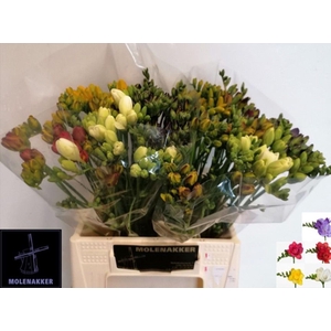 Freesia du mix