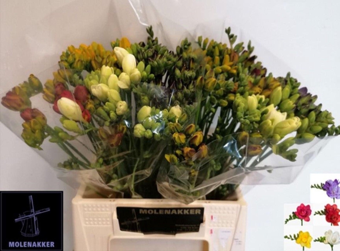 <h4>Freesia du mix</h4>