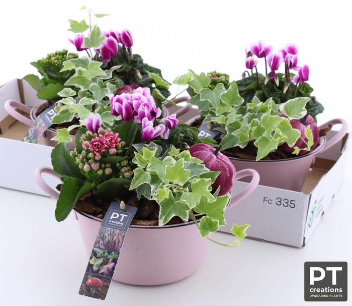 <h4>ARR TUINPLANTEN</h4>