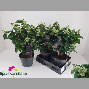 HYDR PA LIV INFINITY