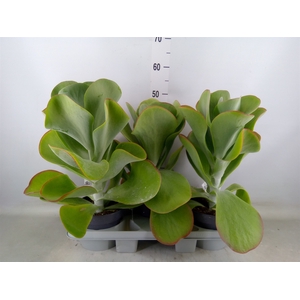 Kalanchoe NF thyrsiflora 'Red Lips'