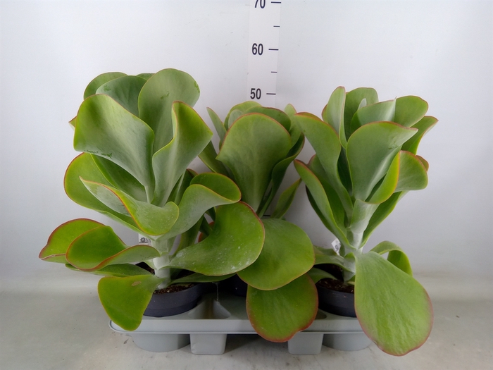 <h4>Kalanchoe NF thyrsiflora 'Red Lips'</h4>