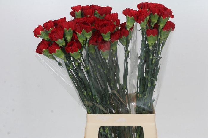 <h4>Dianthus St Don Pedro</h4>