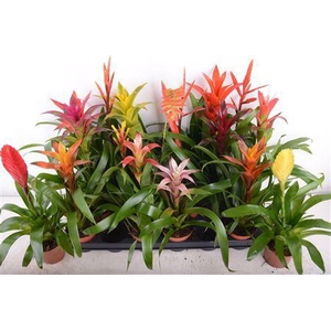 Bromelia Gem 15 Srt