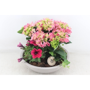 arr4 Outdoor PL - Hort. roze zink taupe schaal