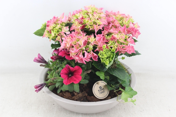 <h4>arr4 Outdoor PL - Hort. roze zink taupe schaal</h4>