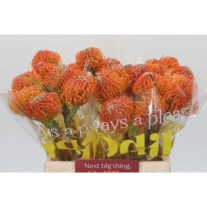 Nutans Ayoba Peach