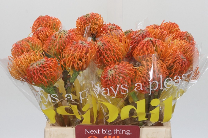 <h4>Nutans Ayoba Peach</h4>