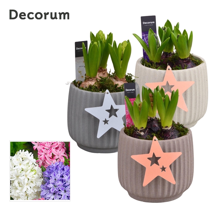 <h4>Hyacint Betona HL17222 [PURE]</h4>