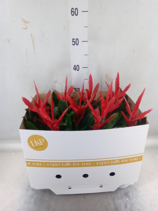 <h4>Vriesea  'Twinkle'</h4>