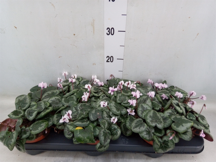 <h4>Cyclamen coum</h4>