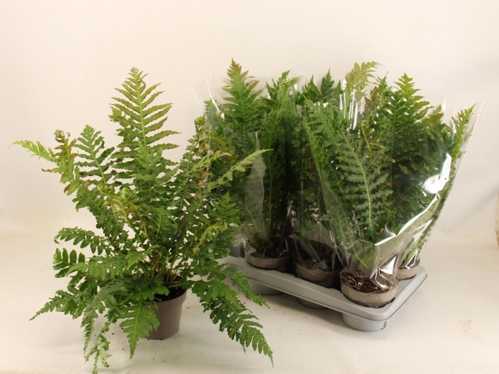 <h4>AGAPA BIG BLUE</h4>