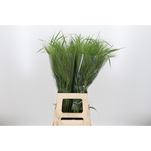 Panicum Fountain