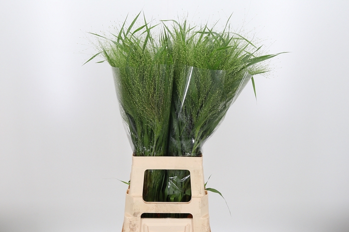 <h4>Panicum Fountain</h4>