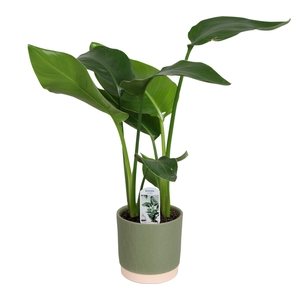 Strelitzia nicolai 2 stek 45-55cm in Julia keramiek