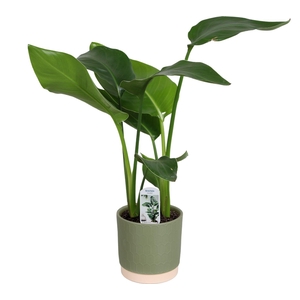 Strelitzia nicolai 2 stek 45-55cm in Julia keramiek