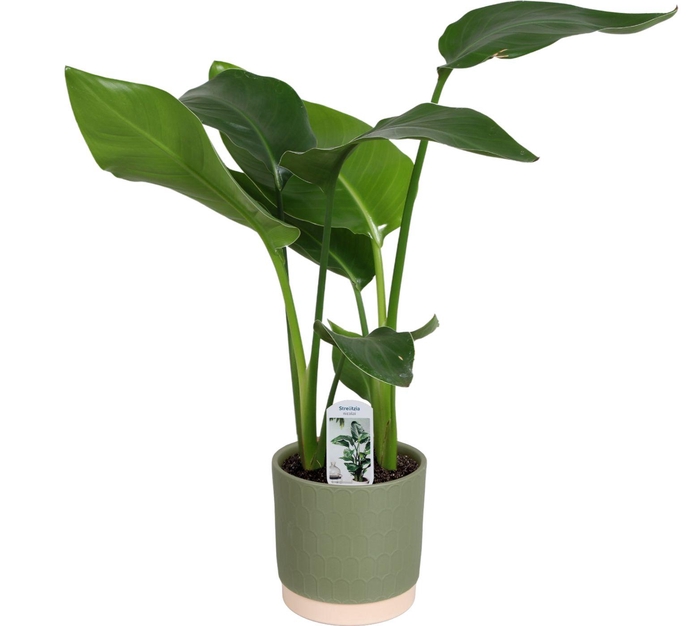 <h4>Strelitzia nicolai 2 stek 45-55cm in Julia keramiek</h4>