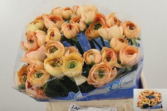 <h4>RAN SU GRAND PASTEL</h4>