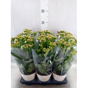 Kalanchoe  'RoseFlow Graceful Pink'