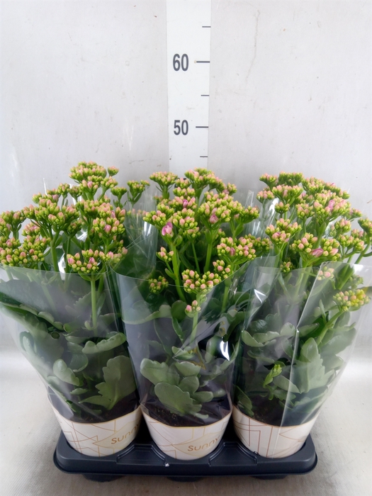 <h4>Kalanchoe  'RoseFlow Graceful Pink'</h4>