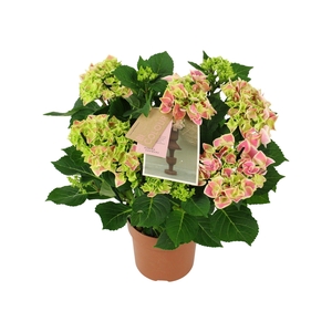 Hydrangea bicolor pink 9/10 flowers