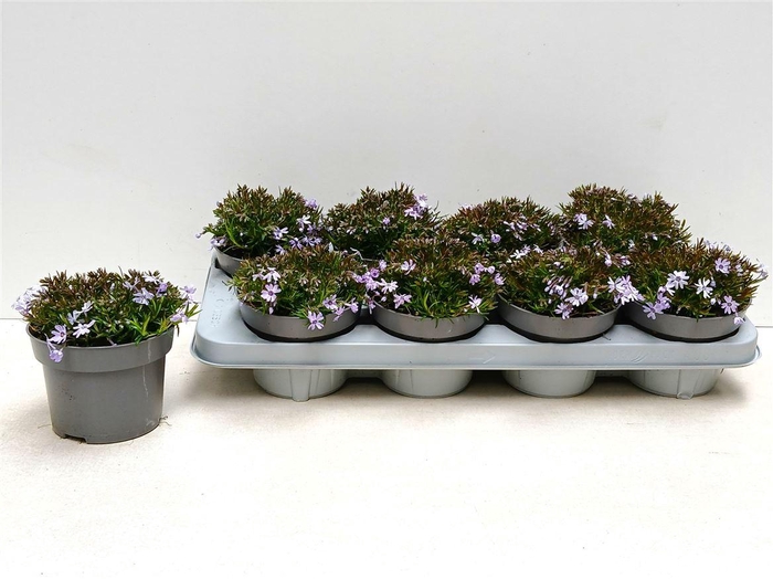 arr8 Phlox S Fab Blue D C