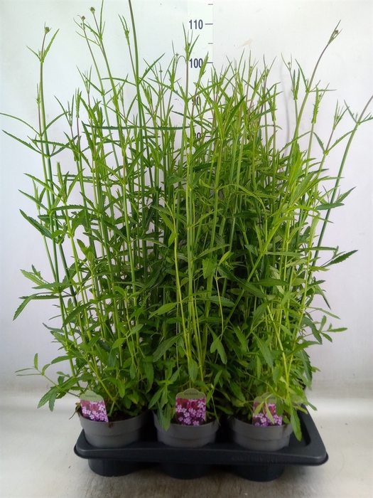 <h4>Verbena bonariensis</h4>