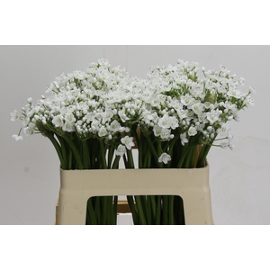 Allium Flocon