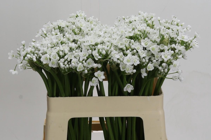 Allium Flocon