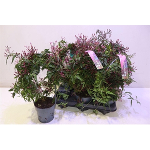 Jasm Polyanthum Rz